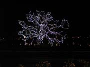 light_tree