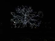 light_tree