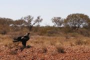wedge-tailed-eagle
