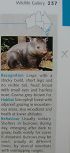 wombat