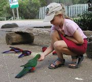 fuglefodring_lamington