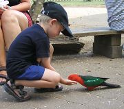 fuglefodring_lamington