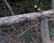 regent_bowerbird