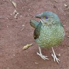 female_satin_bowerbird