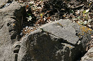 222_Camping_firben