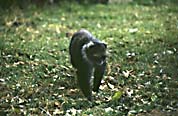 blue_monkey