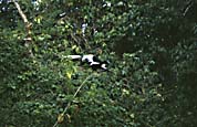 black_and_white_colobus