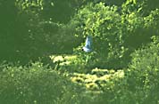 marabou_stork_flyver