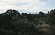 udsigt_fra_treetop_lodge