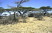 land_rover_i_skygge_af_skaearmakacie