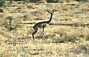 girafgazelle
