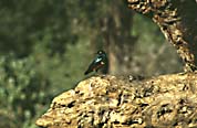 superb_starling