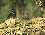 superb_starling