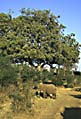 elefant