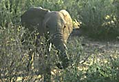 elefant_paa_vej