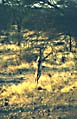 giraf_gazelle_spiser