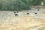 vulturine_guinea_fowl