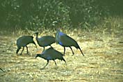 vulturine_guinea_fowl_close