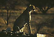gepard_i_morgensol