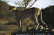 gepard_staaende_i_morgensol