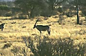 oryx_antilope