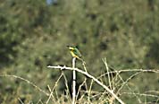 little_bee_eater
