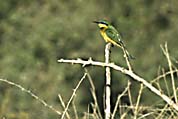 little_bee_eater