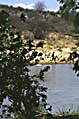 der_vaskes_i_floden