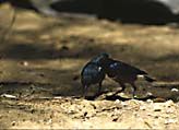 superb_starling