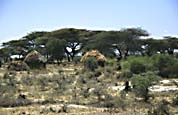 masai_hytter_naer_Samburu