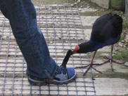 willowbank_wildlife_res