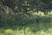 yosemite_bear_59