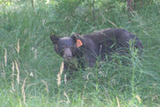 yosemite_bear_59