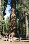 yosemite_mariposa_grov