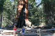yosemite_mariposa_grov