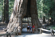 yosemite_mariposa_grov