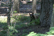 sequoia_crescent_meado