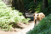 sequoia_crescent_meado