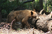 sequoia_crescent_meado