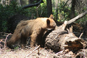 sequoia_crescent_meado
