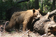 sequoia_crescent_meado