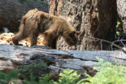 sequoia_crescent_meado