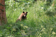 sequoia_soldiers_trail