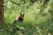 sequoia_soldiers_trail