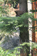 sequoia_soldiers_trail