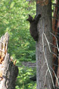 sequoia_soldiers_trail