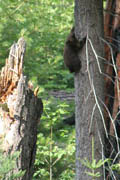 sequoia_soldiers_trail