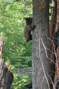sequoia_soldiers_trail