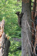 sequoia_soldiers_trail