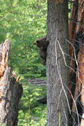 sequoia_soldiers_trail